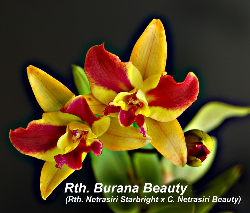 Rth. Burana Beauty prev bloom